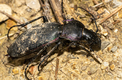 Carabus purpurascens