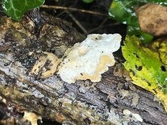 Loweomyces fractipes