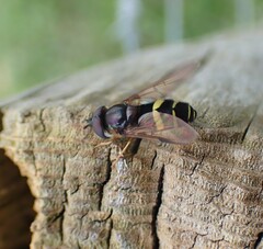 Dasysyrphus tricinctus