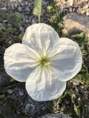 Oenothera acaulis