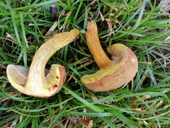 Hortiboletus engelii