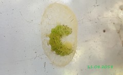 Lepidoptera