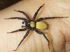 Asemesthes subnubilus