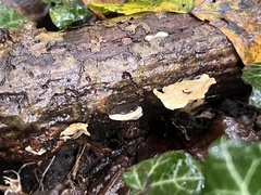 Loweomyces fractipes