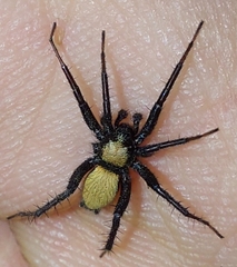 Asemesthes subnubilus