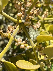 Phoradendron leucarpum tomentosum