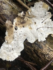 Loweomyces fractipes