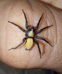 Asemesthes subnubilus