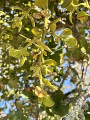 Phoradendron leucarpum tomentosum