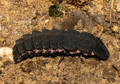 Nyctophila reichii