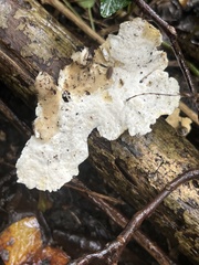 Loweomyces fractipes