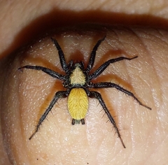 Asemesthes subnubilus