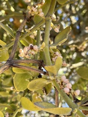 Phoradendron leucarpum tomentosum