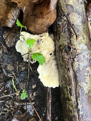 Loweomyces fractipes