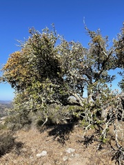 Phoradendron leucarpum tomentosum