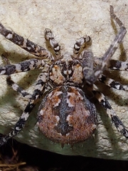 Tyrotama