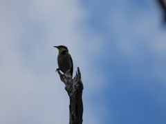 Gavicalis virescens