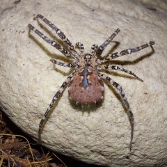 Tyrotama