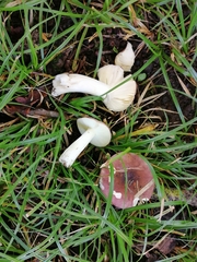 Russula pelargonia