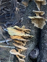 Cerrena zonata