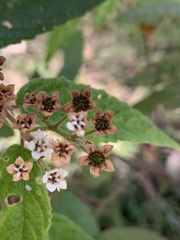 Commersonia bartramia