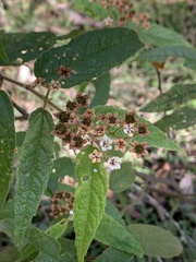 Commersonia bartramia