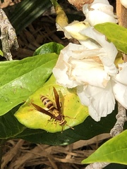 Polistes major major