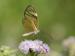 Ithomiini