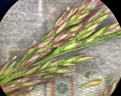 Agrostis exarata