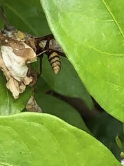 Polistes major major