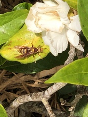 Polistes major major