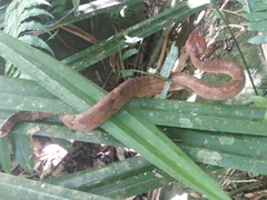 Craspedocephalus puniceus