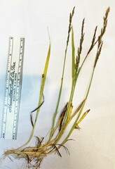 Agrostis exarata