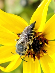 Coelioxys rufitarsis