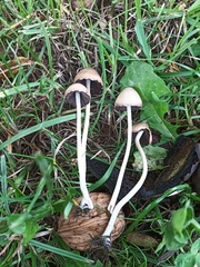 Psathyrella longipes