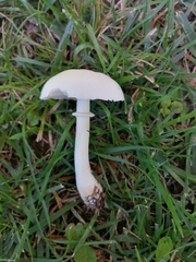 Leucoagaricus serenus