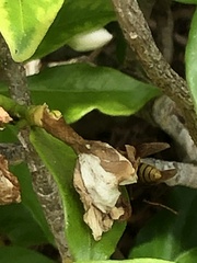 Polistes major major