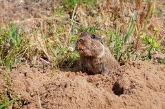 Collared Tuco-Tuco photo 2