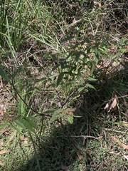 Commersonia bartramia