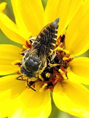 Coelioxys rufitarsis