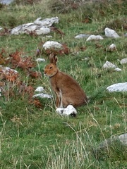 Lepus timidus hibernicus