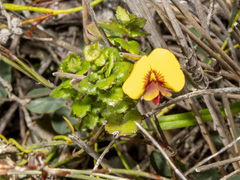 Bossiaea prostrata