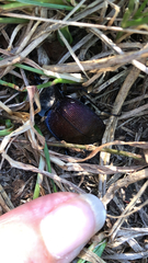 Scaphinotus elevatus