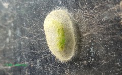 Lepidoptera