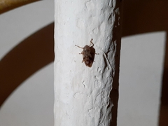 Aphrophora alni