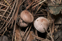 Verrucosporaceae