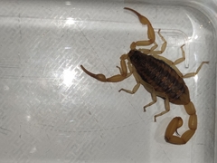 Centruroides suffusus