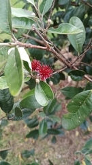 Feijoa