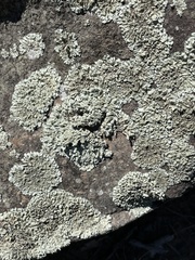 Xanthoparmelia cumberlandia