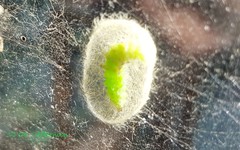 Lepidoptera
